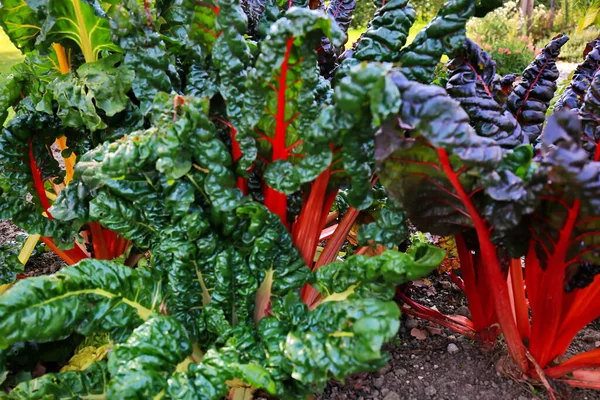 Swiss Chard Shortly Harvest — Stock Photo, Image