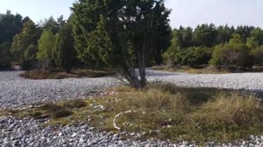 Rgen 'de çakmaktaşı tarlaları olan dar fundalık
