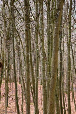 Wildenberg şatosu harabeleri Sulzfeld belediyesinde bir manzaradır.