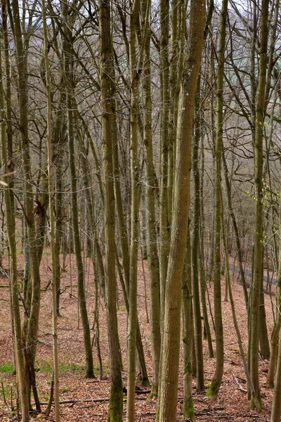 Zřícenina Hradu Wildenberg Pohled Obci Sulzfeld — Stock fotografie