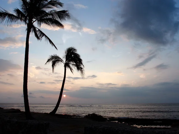 Tall Coconut tree with the sunset off the water of Makaha — Stock Photo, Image
