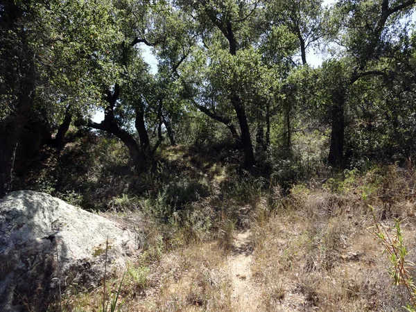 Kleiner Feldweg im trockenen Wald — Stockfoto