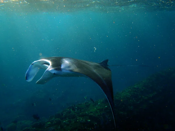 Manta ray plave v hanamau zálivu — Stock fotografie