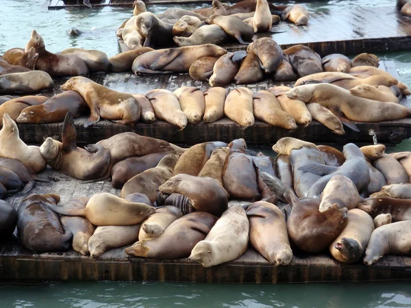 Large group of Sea Lions rest on rows of Piers — Stock Photo, Image