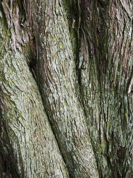Curvy ağaç kabuğu — Stok fotoğraf
