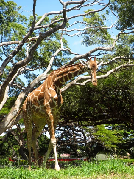 Żyrafa spacery w trawie — Zdjęcie stockowe