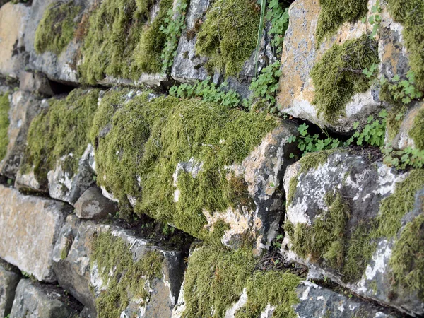 Grön mossa växer på gamla bergvägg — Stockfoto