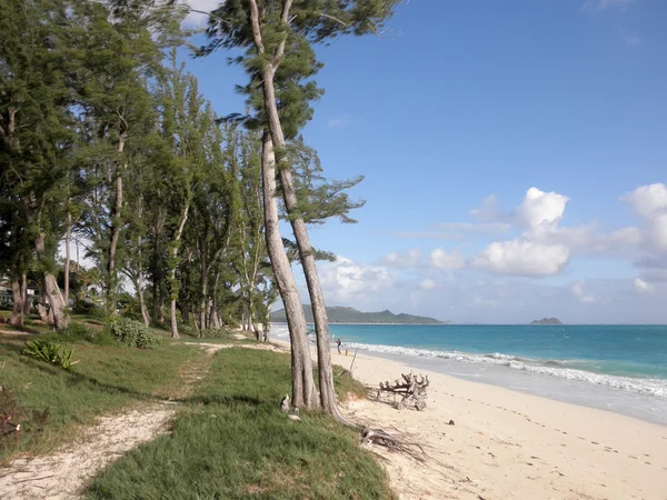Caminho com pinheiros Árvores de agulha revestidas com gramíneas ao longo da costa — Fotografia de Stock