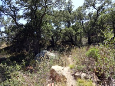 Kuru orman kayalarda ile küçük kir iz