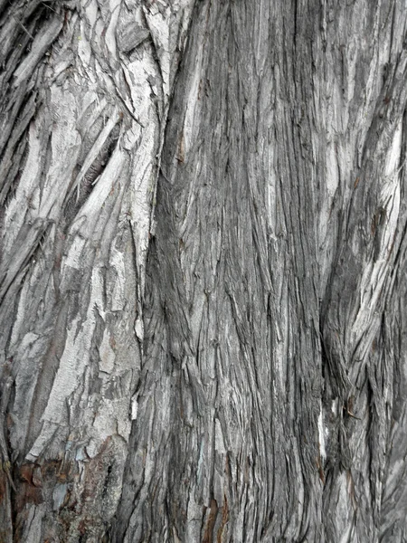 Casca de árvore close-up — Fotografia de Stock
