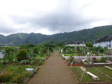 Manoa Community Garden clipart