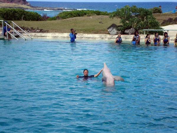 イルカのトレーナーに空気中に頭を持ち上げることによって披露します。 — ストック写真