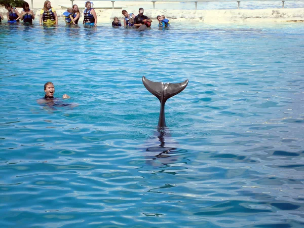 Dolphin shows off tail as trainer cheers — Stock Photo, Image