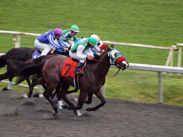 Carrera de caballos hacia la línea de meta corriendo cuello y cuello — Foto de Stock