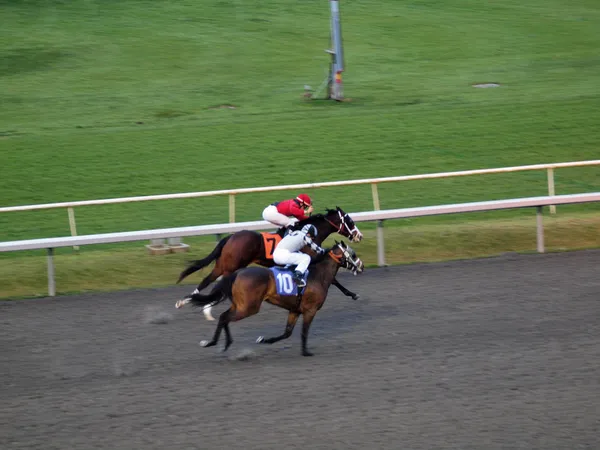 Dos caballos carrera cuello y cuello hacia la línea de meta —  Fotos de Stock