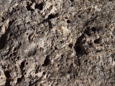 sakinleri ile mercan kaya