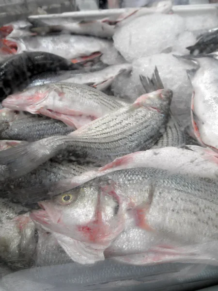 Congelado em um bloco de Ice Fish para venda na loja — Fotografia de Stock