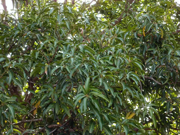 Bladeren en takken van een mangoboom — Stockfoto