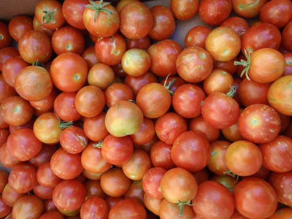 Tomater röda med fläckar av orange och gröna färg — Stockfoto