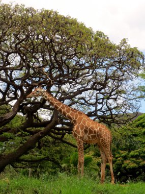 honolulu hayvanat bahçesinde zürafa