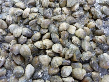 istiridye kabukları buz üzerinde kapalı