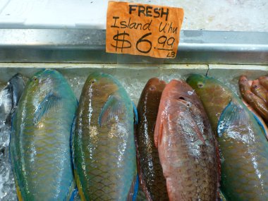 Satılık temiz Adası U'hu balık 6.99 Lb