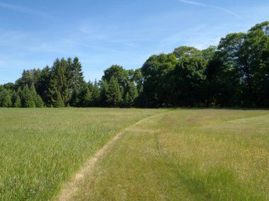 mowed yol çim alanı büyük çam ağaçları ile