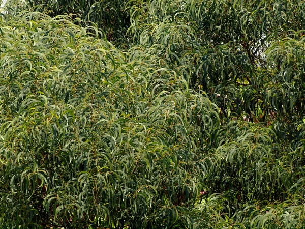 Acercamiento de hojas verdes de acacia koa, en forma de la cresta de la — Foto de Stock