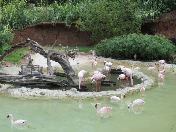 Фламинго в зоопарке Гонолулу — стоковое фото