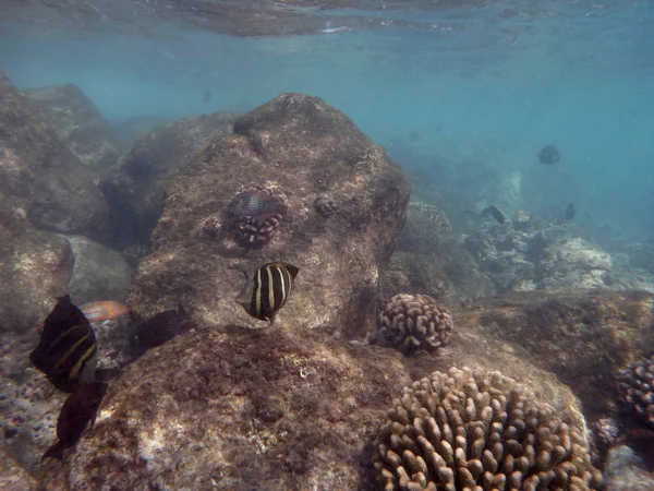 Ryby plavat kolem korálových pod vodami hanauma bay — Stock fotografie