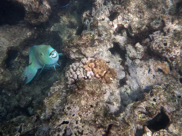 Blue Parrot Fish opens mouth as it swims in coral rocks — Stock Photo, Image