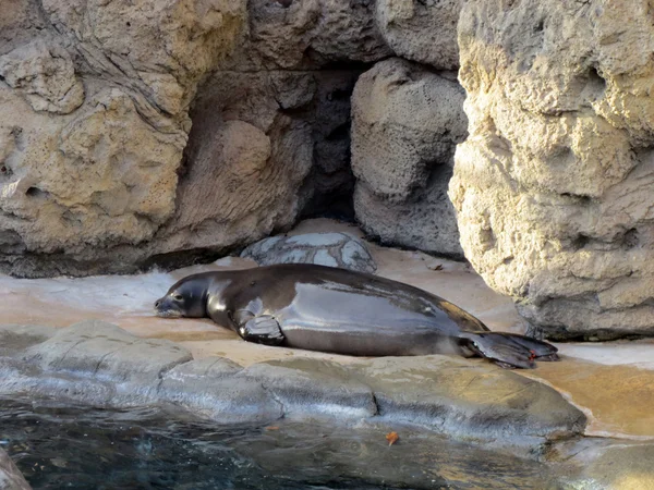 Monk seal resten på waikiki aquarium — Stockfoto