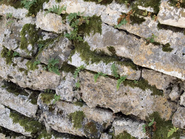 青苔生长在古老的石岩老墙上 — 图库照片