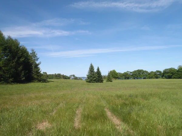 Campo de grama alta com grandes pinheiros e água na distância — Fotografia de Stock