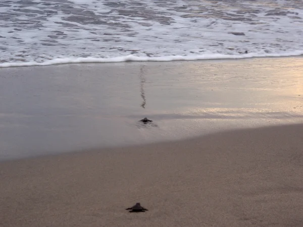 Schildkrötenbaby spaziert durch den Sand in Richtung Ozean — Stockfoto