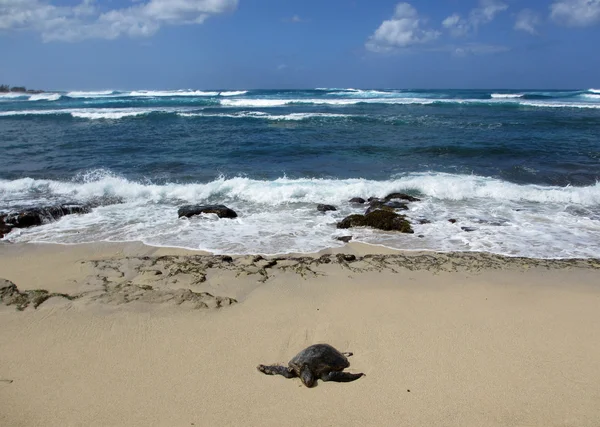 Descanso de tortuga en la playa en la costa norte — Foto de Stock