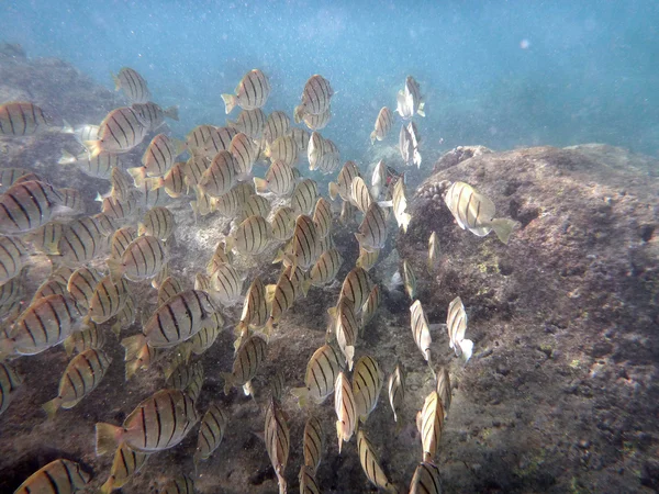 School of Convict Tang swim beneath the surface of the water wit