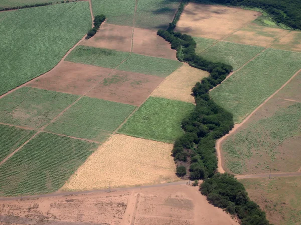 Luchtfoto van suikerriet velden van verschillende stadia van leeftijd — Stockfoto