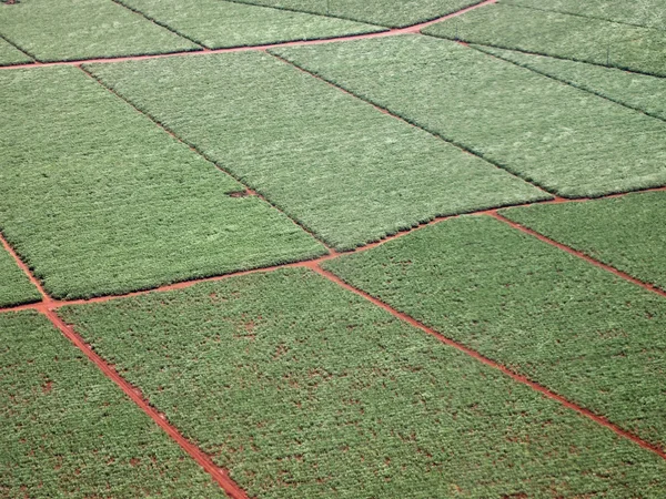 Aerial of sugarcane crops fields — Stock Photo, Image