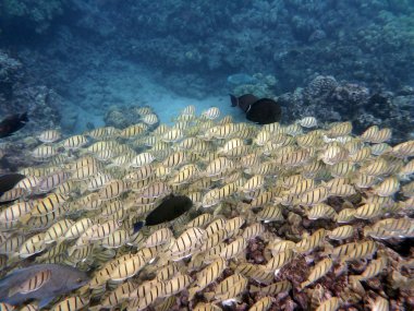 Various fish sneaking along with a school of Yellow Tang Fish clipart