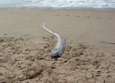 ölü oarfish 'deniz yılanı' karaya Meksika'da bir plajda yıkar.