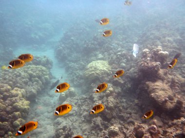 kikakapu - Rakun butterflyfish yüzmek mercan