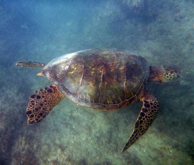 Hawaiian deniz kaplumbağası mercan kayaları waikik sularda yüzüyor.