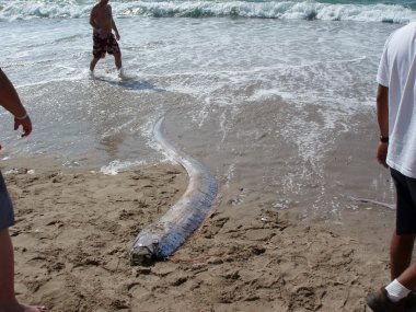Ölü Oarfish karaya üzerinde yıkanmış ' deniz yılanı' insanlar bakmak