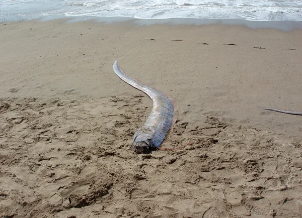 Oarfish 'Sea Serpent' se lava en una playa en México — Foto de Stock