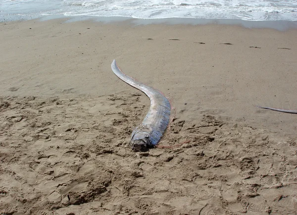 ölü oarfish 'deniz yılanı' karaya Meksika'da bir plajda yıkar.