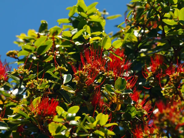 Rote ohi 'a-Blumen in voller Blüte auf Zweigen eines Baumes — Stockfoto