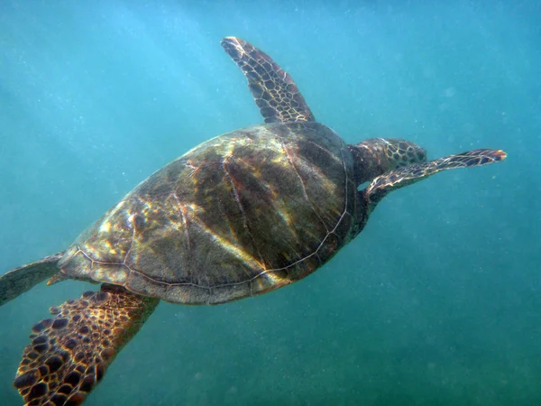 Hawaiian havssköldpadda simmar vattnen i Waikiki — Stockfoto