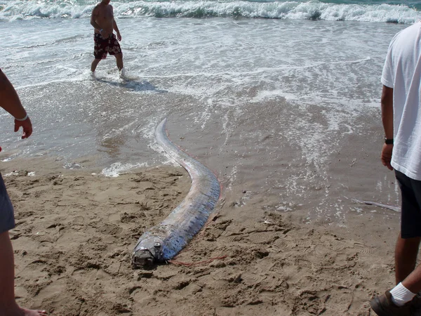 La gente mira a la 'serpiente marina' de remo muerto que cayó en tierra. — Foto de Stock