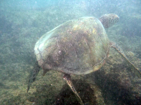 Гавайская черепаха плавает над коралловыми скалами воды Вайкика — стоковое фото